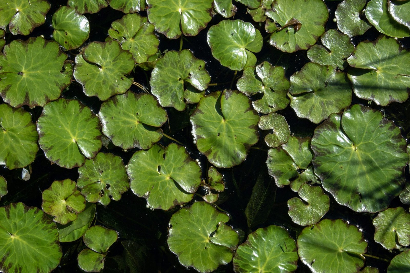 aerial photography of lily pods floating on calm water